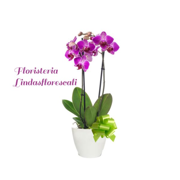 Planta De Orquidea Fucsia